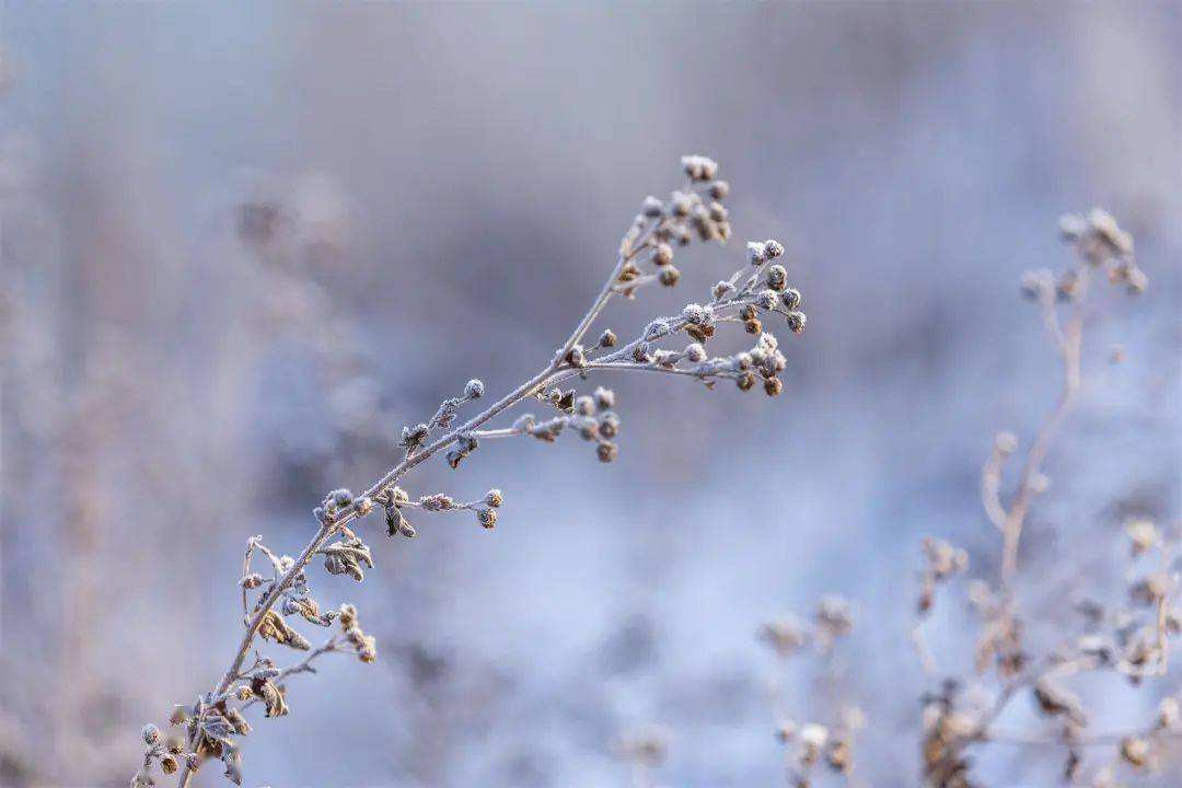 小雪 ▎冬藏万物，岁月沉香